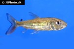 hydrocynus vittatus hydrocynus vittatus