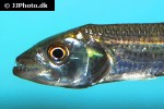 hydrocynus vittatus hydrocynus vittatus