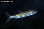 hydrocynus vittatus hydrocynus vittatus