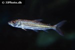 hydrocynus vittatus hydrocynus vittatus