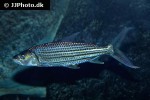 hydrocynus vittatus hydrocynus vittatus