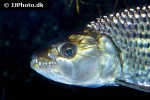 hydrocynus vittatus hydrocynus vittatus
