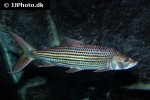 hydrocynus vittatus hydrocynus vittatus