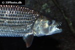 hydrocynus vittatus hydrocynus vittatus