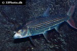 hydrocynus vittatus hydrocynus vittatus