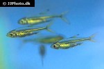 ladigesia roloffi ladigesia roloffi