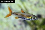 ladigesia roloffi ladigesia roloffi