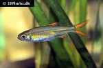 ladigesia roloffi ladigesia roloffi