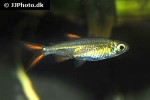 ladigesia roloffi ladigesia roloffi