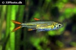 ladigesia roloffi ladigesia roloffi