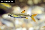 ladigesia roloffi ladigesia roloffi