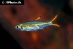 ladigesia roloffi ladigesia roloffi