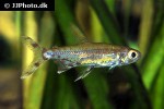 lepidarchus adonis lepidarchus adonis