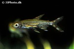 lepidarchus adonis lepidarchus adonis