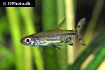 lepidarchus adonis lepidarchus adonis