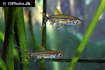lepidarchus adonis lepidarchus adonis