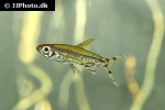 lepidarchus adonis lepidarchus adonis