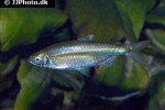 micralestes acutidens micralestes acutidens