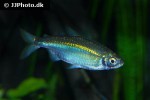 micralestes acutidens micralestes acutidens