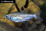 micralestes elongatus micralestes elongatus