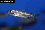 micralestes occidentalis micralestes occidentalis