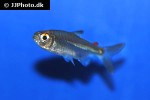 micralestes occidentalis micralestes occidentalis