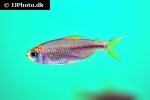 micralestes species cherry fin micralestes species cherry fin