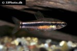 neolebias ansorgii neolebias ansorgii