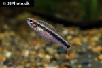 neolebias ansorgii neolebias ansorgii