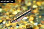 neolebias ansorgii neolebias ansorgii