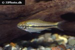 neolebias trewavasae neolebias trewavasae