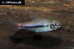 neolebias trewavasae neolebias trewavasae
