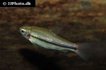 neolebias trewavasae neolebias trewavasae