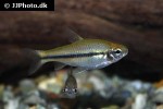 neolebias trewavasae neolebias trewavasae