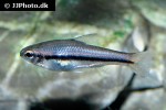 neolebias trewavasae neolebias trewavasae