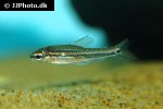 neolebias trilineatus neolebias trilineatus