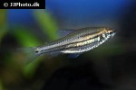 neolebias trilineatus neolebias trilineatus