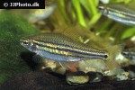 neolebias trilineatus neolebias trilineatus