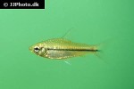 neolebias unifasciatus neolebias unifasciatus