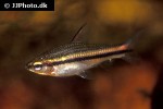 neolebias unifasciatus neolebias unifasciatus