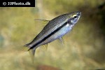 neolebias unifasciatus neolebias unifasciatus