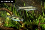 neolebias unifasciatus neolebias unifasciatus