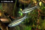 neolebias unifasciatus neolebias unifasciatus