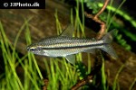 neolebias unifasciatus neolebias unifasciatus