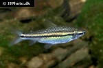 neolebias unifasciatus neolebias unifasciatus