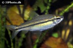 neolebias unifasciatus neolebias unifasciatus