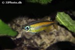 phenacogrammus aff aurantiacus phenacogrammus aff aurantiacus