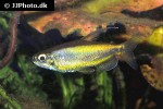 phenacogrammus aff aurantiacus phenacogrammus aff aurantiacus