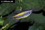 phenacogrammus aff aurantiacus phenacogrammus aff aurantiacus