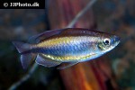 phenacogrammus aff aurantiacus phenacogrammus aff aurantiacus